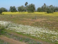 /album/galeria-de-fotos-beira-alta/paisagem-primaveril-alentejana-berma6-n-xxx-apos-zebreira-205-jpg/